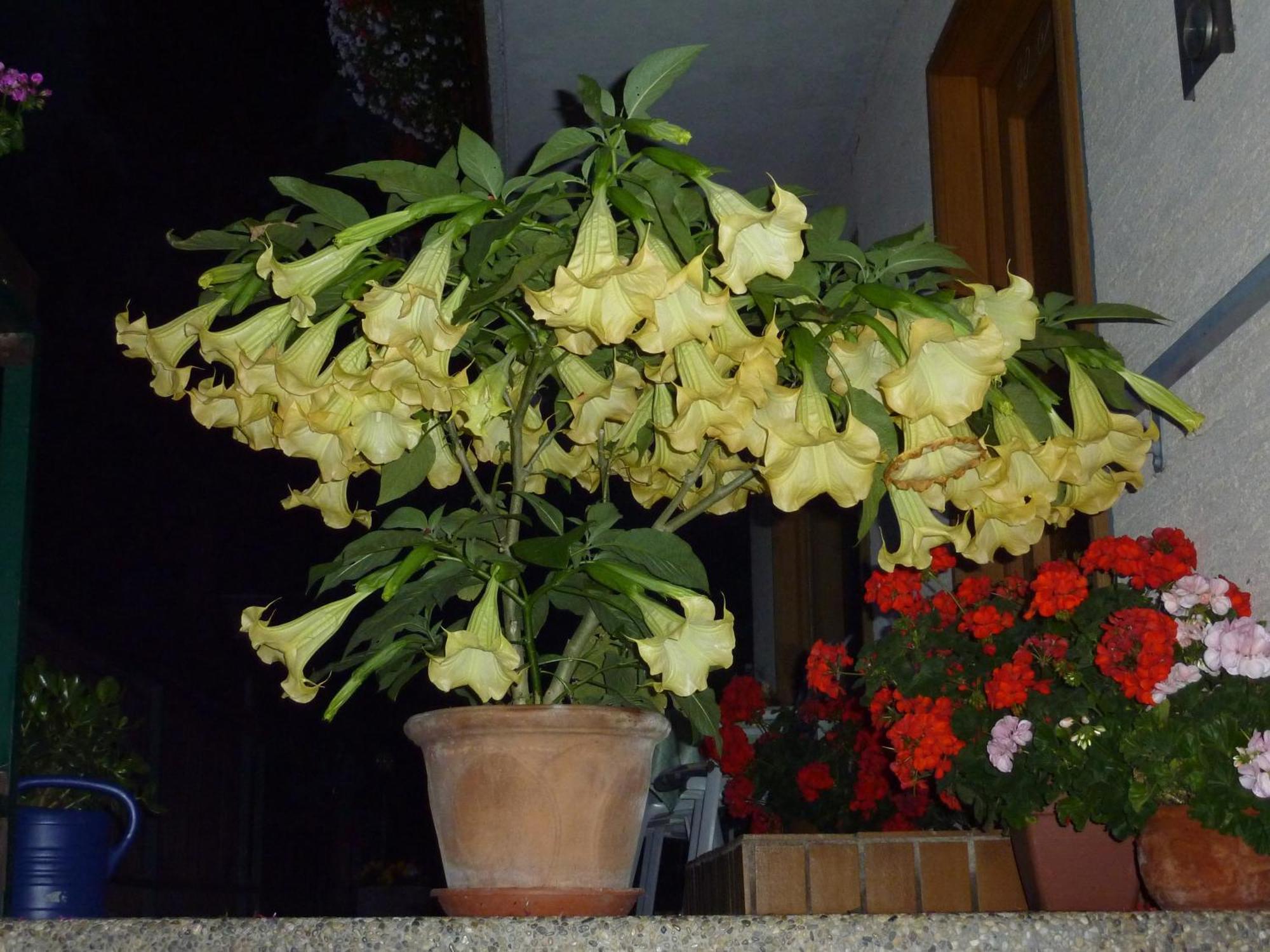 Pension Appartement Ambrosi Heiligenblut Luaran gambar